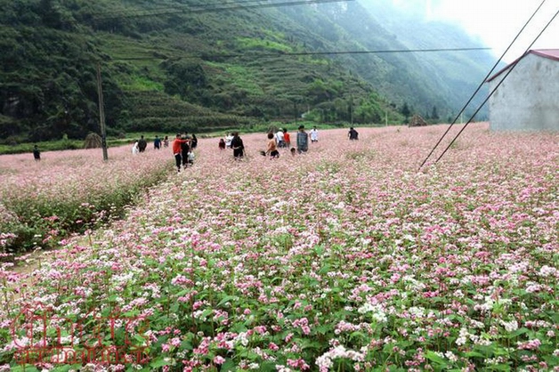 Tam Giac Mach flower field in Ha Giang