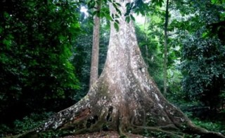 Cuc Phuong National park trekking