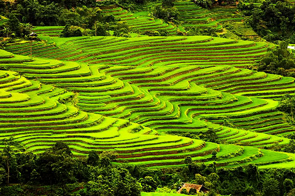 Admiring Hoang Su Phi terraced fields in rainy season